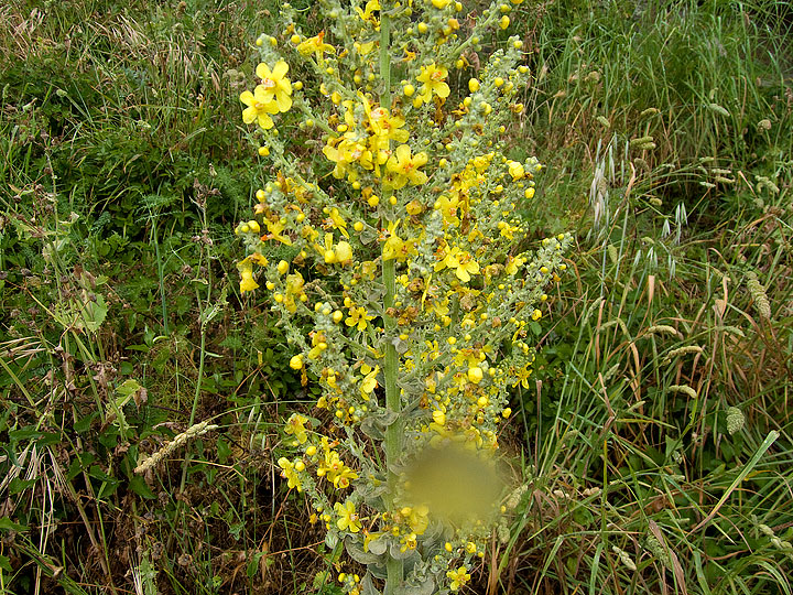 Verbascum pulverulentum